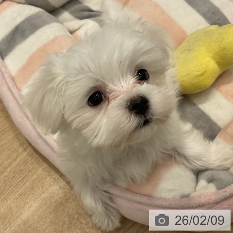 群馬県のマルチーズ (ペットプラス イオンモール太田店/2025年12月5日生まれ/女の子/ホワイト)の子犬の3枚目の画像