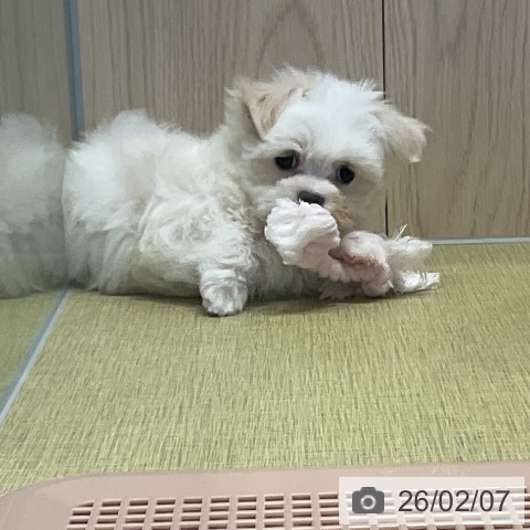 マルチーズの写真