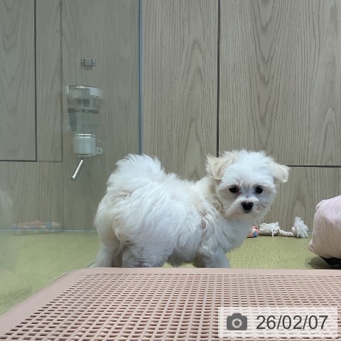 マルチーズの写真