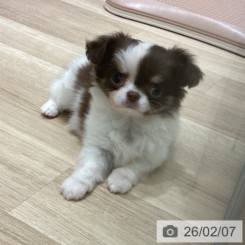 宮城県のチワワ(ロング) (ペットプラス 仙台上杉店/2025年12月6日生まれ/男の子/チョコレートタンホワイト)の子犬の4枚目の画像