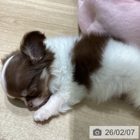 宮城県のチワワ(ロング) (ペットプラス 仙台上杉店/2025年12月6日生まれ/男の子/チョコレートタンホワイト)の子犬の3枚目の画像