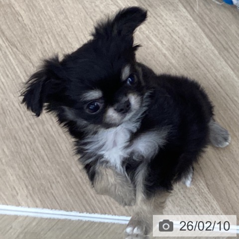 千葉県のチワワ(ロング) (ペットプラス 船橋店/2025年12月6日生まれ/男の子/ブラックタンホワイト)の子犬の4枚目の画像