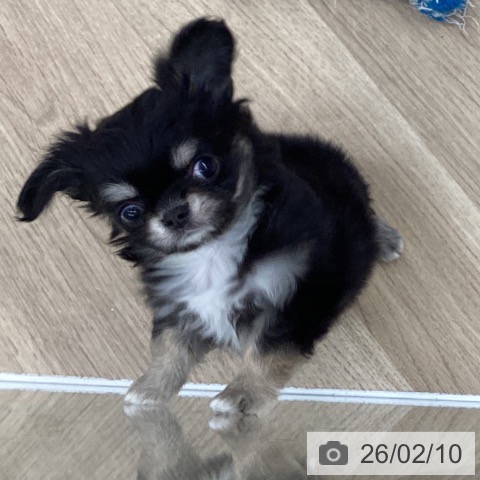 千葉県のチワワ(ロング) (ペットプラス 船橋店/2025年12月6日生まれ/男の子/ブラックタンホワイト)の子犬の3枚目の画像