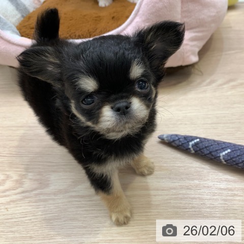 千葉県のチワワ(ロング) (ペットプラス 幕張新都心店/2025年12月6日生まれ/男の子/ブラックタン)の子犬の3枚目の画像