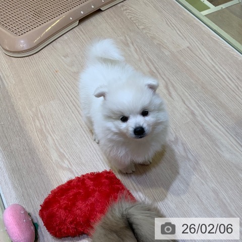 千葉県の日本スピッツ (ペットプラス 幕張新都心店/2025年12月1日生まれ/男の子/ホワイト)の子犬の3枚目の画像
