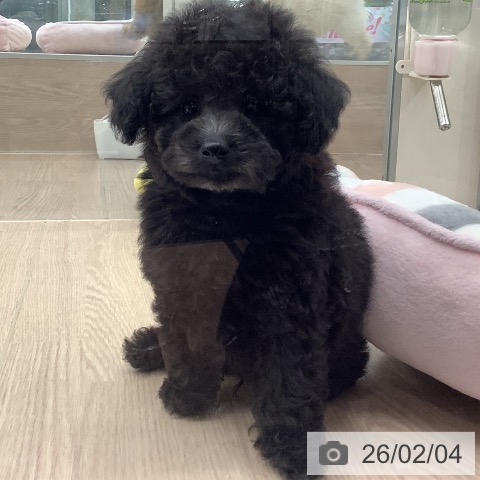 トイ・プードルの写真