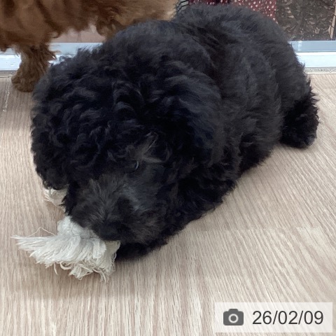 埼玉県のトイプードル(トイ) (ペットプラス 川口店/2025年12月6日生まれ/男の子/グレー)の子犬の4枚目の画像