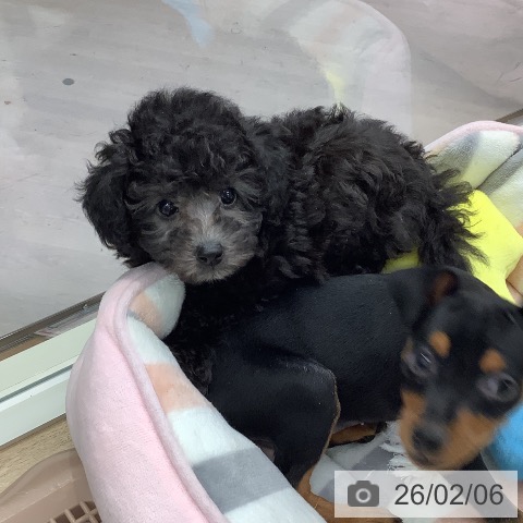 東京都のトイプードル(トイ) (ペットプラス 日の出店/2025年12月6日生まれ/女の子/グレー)の子犬の3枚目の画像