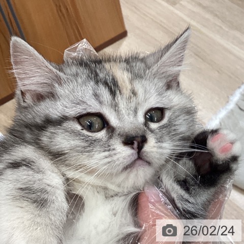 東京都のマンチカン (ペットプラス むさし村山店/2025年11月29日生まれ/女の子/シルバーパッチドタビーホワイト)の子猫の4枚目の画像