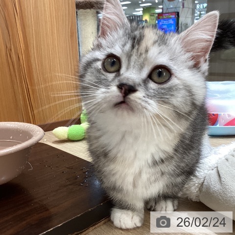 東京都のマンチカン (ペットプラス むさし村山店/2025年11月29日生まれ/女の子/シルバーパッチドタビーホワイト)の子猫の3枚目の画像