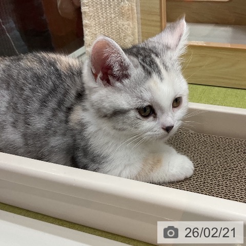 マンチカンの写真