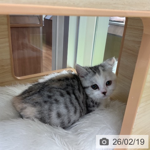 マンチカンの写真