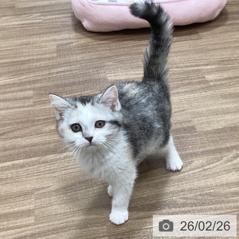 マンチカンの写真