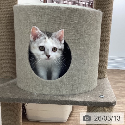 マンチカンの写真