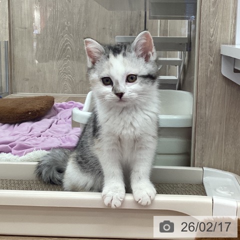 茨城県のマンチカン (ペットプラス つくば店/2025年11月29日生まれ/女の子/シルバーパッチドタビーホワイト)の子猫の3枚目の画像