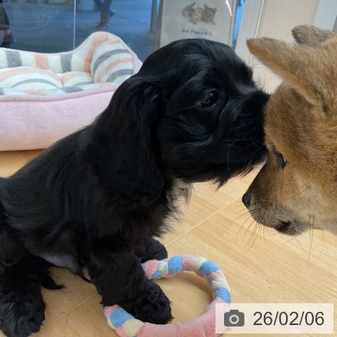 アメリカン・コッカー・スパニエルの写真