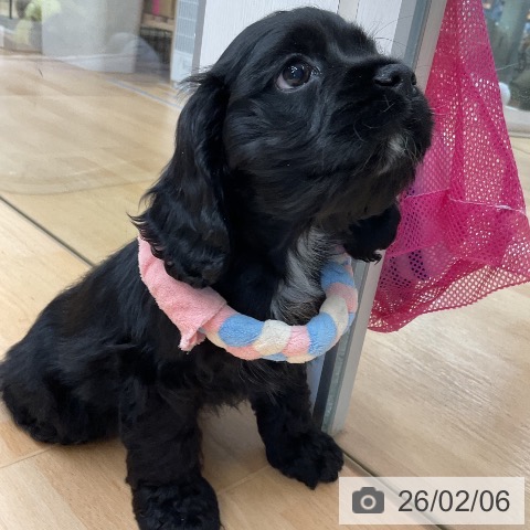 アメリカン・コッカー・スパニエルの写真