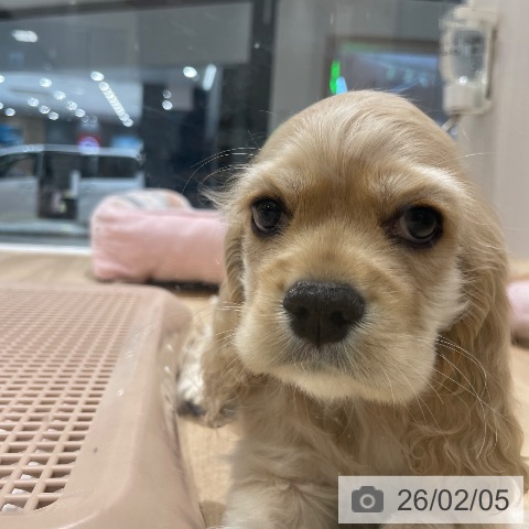 長野県のアメリカンコッカースパニエル (ペットプラス 須坂店/2025年12月6日生まれ/男の子/バフ)の子犬の4枚目の画像