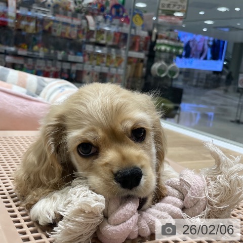 長野県のアメリカンコッカースパニエル (ペットプラス 須坂店/2025年12月6日生まれ/男の子/バフ)の子犬の3枚目の画像