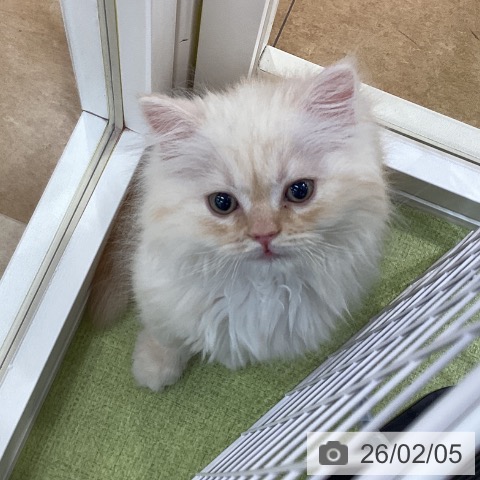 埼玉県のスコティッシュフォールド (ペットプラス 羽生店/2025年12月3日生まれ/男の子/カメオタビー)の子猫の4枚目の画像