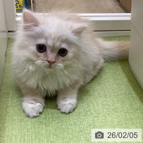 埼玉県のスコティッシュフォールド (ペットプラス 羽生店/2025年12月3日生まれ/男の子/カメオタビー)の子猫の3枚目の画像