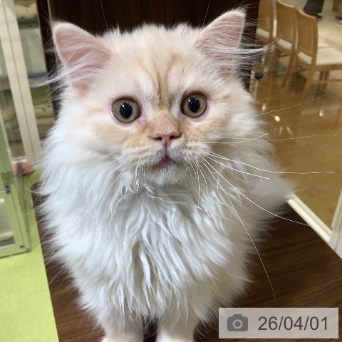 埼玉県のスコティッシュフォールド (ペットプラス 羽生店/2025年12月3日生まれ/男の子/カメオタビー)の子猫の4枚目の画像