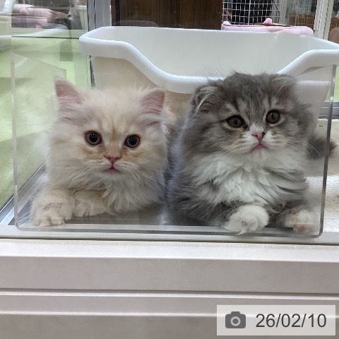 埼玉県のスコティッシュフォールド (ペットプラス 羽生店/2025年12月3日生まれ/男の子/カメオタビー)の子猫の4枚目の画像