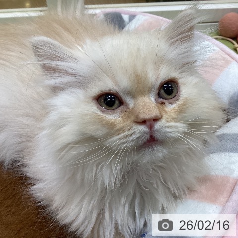 埼玉県のスコティッシュフォールド (ペットプラス 羽生店/2025年12月3日生まれ/男の子/カメオタビー)の子猫の3枚目の画像