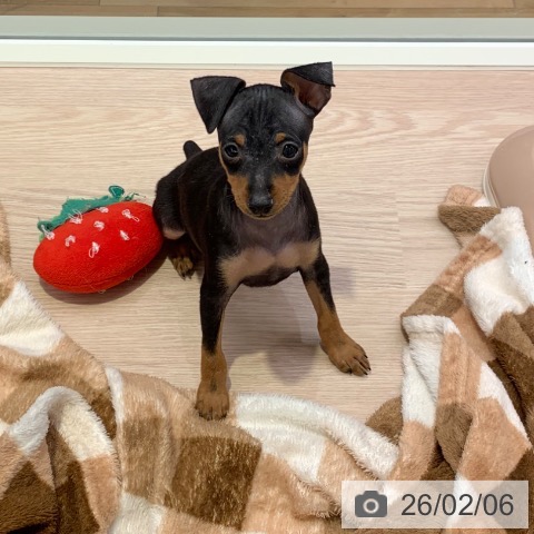 千葉県のミニチュアピンシャー (ペットプラス 幕張新都心店/2025年12月5日生まれ/男の子/ブラックタン)の子犬の3枚目の画像