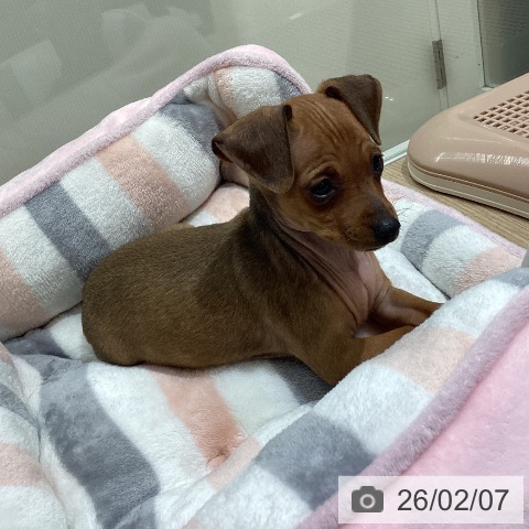宮城県のミニチュアピンシャー (ペットプラス 名取店/2025年12月5日生まれ/男の子/レッド)の子犬の3枚目の画像