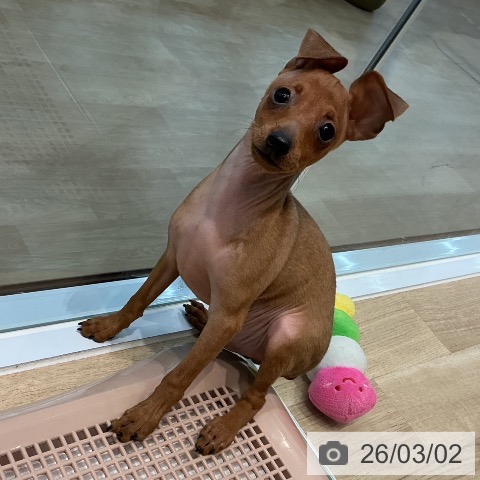 宮城県のミニチュアピンシャー (ペットプラス 仙台泉大沢店/2025年12月5日生まれ/男の子/レッド)の子犬の4枚目の画像