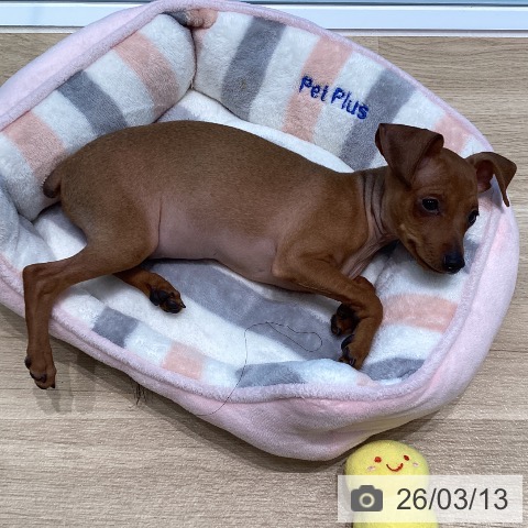 宮城県のミニチュアピンシャー (ペットプラス 仙台泉大沢店/2025年12月5日生まれ/男の子/レッド)の子犬の4枚目の画像