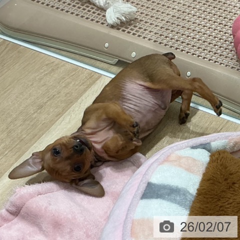 宮城県のミニチュアピンシャー (ペットプラス 仙台泉大沢店/2025年12月5日生まれ/男の子/レッド)の子犬の3枚目の画像