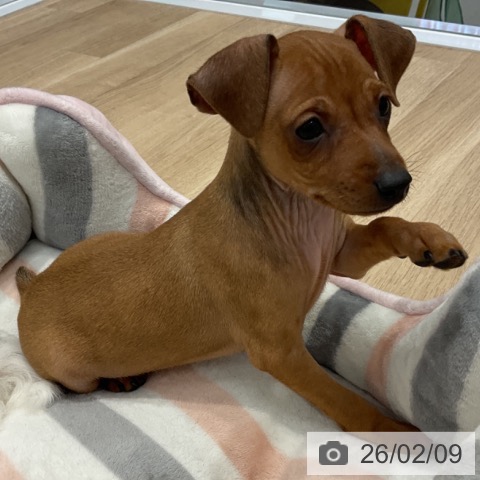 群馬県のミニチュアピンシャー (ペットプラス イオンモール太田店/2025年12月5日生まれ/男の子/レッド)の子犬の4枚目の画像