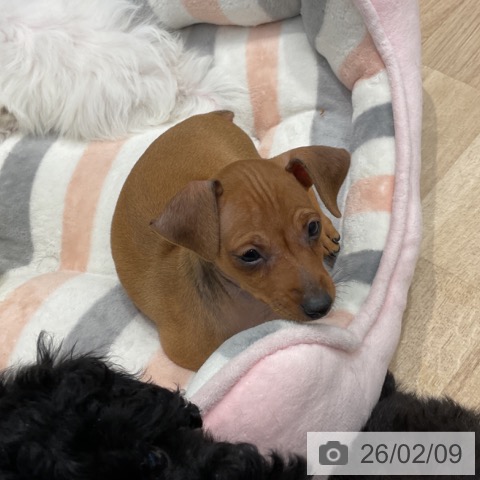 群馬県のミニチュアピンシャー (ペットプラス イオンモール太田店/2025年12月5日生まれ/男の子/レッド)の子犬の3枚目の画像