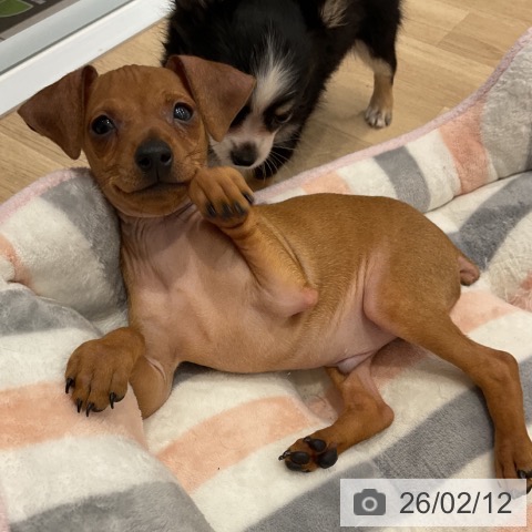 群馬県のミニチュアピンシャー (ペットプラス イオンモール太田店/2025年12月5日生まれ/男の子/レッド)の子犬の3枚目の画像