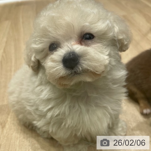 長野県のトイプードル(トイ) (ペットプラス 須坂店/2025年12月2日生まれ/男の子/クリーム)の子犬の4枚目の画像