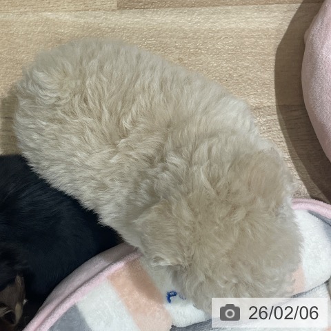 長野県のトイプードル(トイ) (ペットプラス 須坂店/2025年12月2日生まれ/男の子/クリーム)の子犬の3枚目の画像