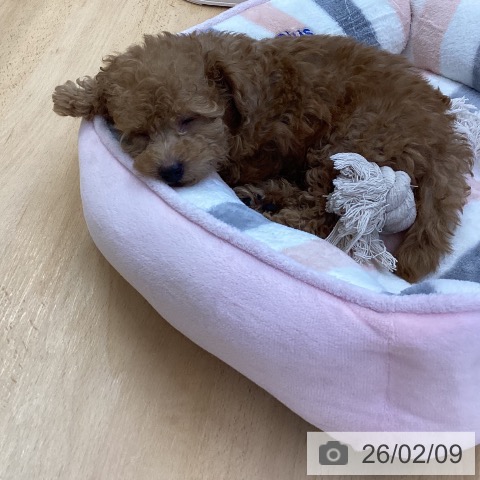 埼玉県のトイプードル(トイ) (ペットプラス 羽生店/2025年12月4日生まれ/男の子/アプリコット)の子犬の4枚目の画像