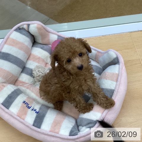 埼玉県のトイプードル(トイ) (ペットプラス 羽生店/2025年12月4日生まれ/男の子/アプリコット)の子犬の3枚目の画像