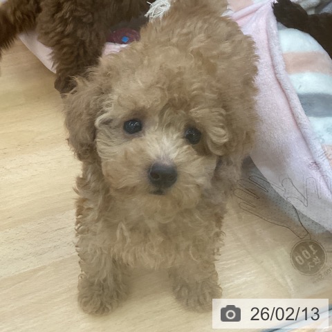 埼玉県のトイプードル(トイ) (ペットプラス 羽生店/2025年12月4日生まれ/男の子/アプリコット)の子犬の4枚目の画像