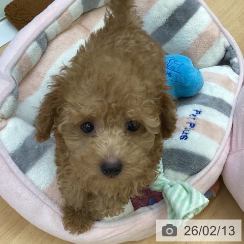 埼玉県のトイプードル(トイ) (ペットプラス 羽生店/2025年12月4日生まれ/男の子/アプリコット)の子犬の3枚目の画像