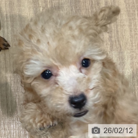 埼玉県のトイプードル(トイ) (ペッツワン 新座店/2025年12月4日生まれ/女の子/アプリコット)の子犬の4枚目の画像