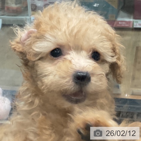 埼玉県のトイプードル(トイ) (ペッツワン 新座店/2025年12月4日生まれ/女の子/アプリコット)の子犬の3枚目の画像