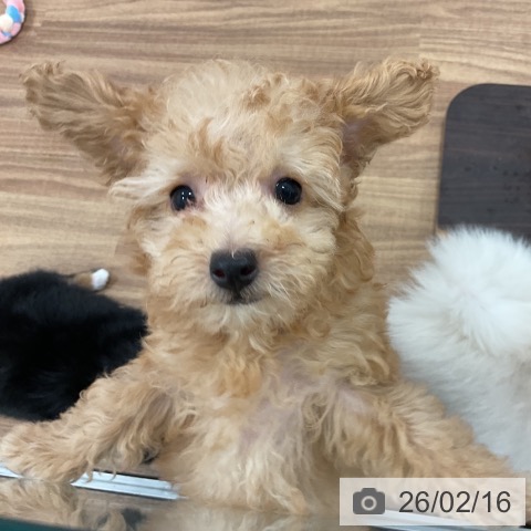 茨城県のトイプードル(トイ) (ペッツワン 古河店/2025年12月4日生まれ/女の子/アプリコット)の子犬の4枚目の画像
