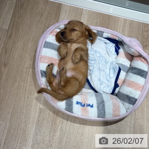 ミニチュア・ダックスフンドの写真