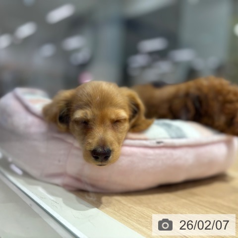 ミニチュア・ダックスフンドの写真