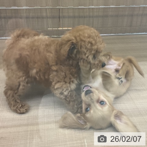 神奈川県のミニチュアダックスフンド(ロング) (ペッツワン 横須賀久里浜店/2025年12月6日生まれ/男の子/イエロー)の子犬の4枚目の画像