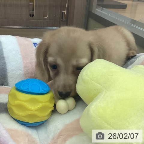 神奈川県のミニチュアダックスフンド(ロング) (ペッツワン 横須賀久里浜店/2025年12月6日生まれ/男の子/イエロー)の子犬の3枚目の画像