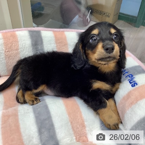 埼玉県のミニチュアダックスフンド(ロング) (ペットプラス クレアモール川越店/2025年12月6日生まれ/男の子/ブラックタン)の子犬の4枚目の画像